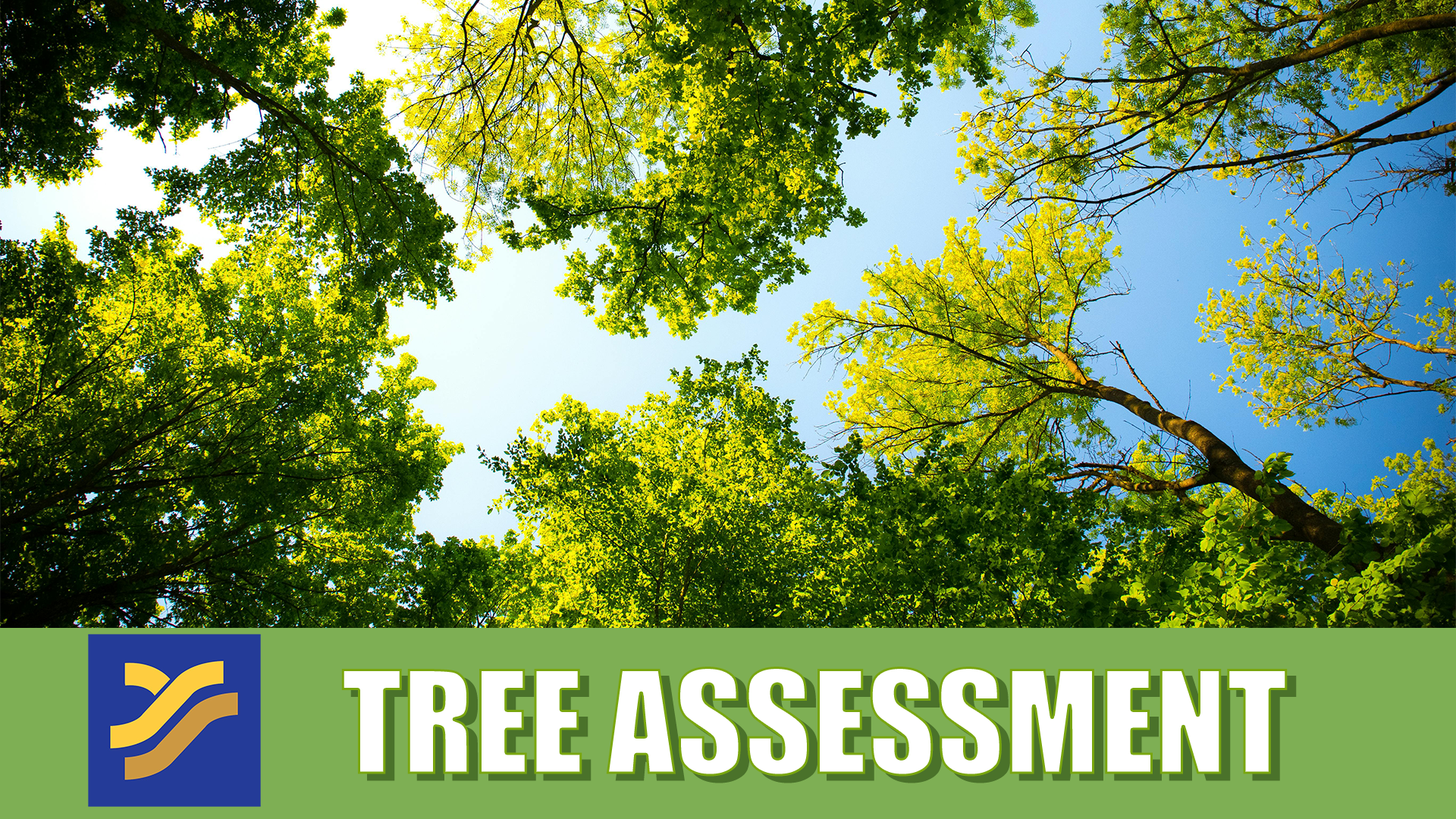 Tree Assessment